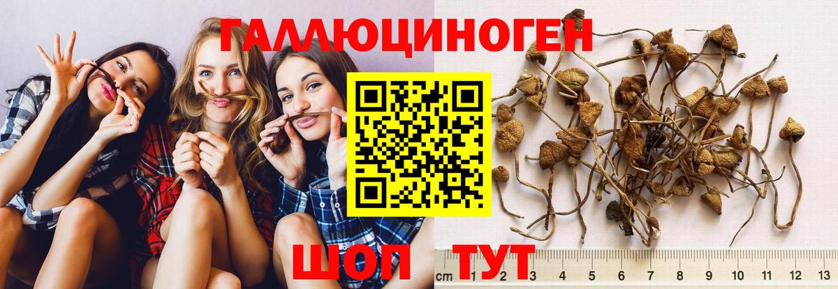 Галлюциногенные грибы прущие грибы  Вход с VPN  Малоярославец  Псилоцибиновые грибы Magic Shrooms 